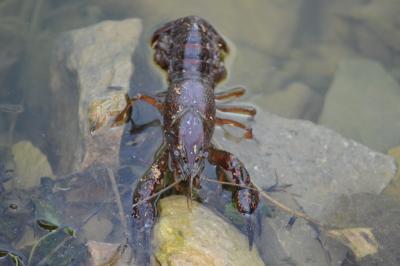 Écrevisse de Louisiane (L'), Écrevisse rouge de Lo Procambarus clarkii (Girard, 1852)