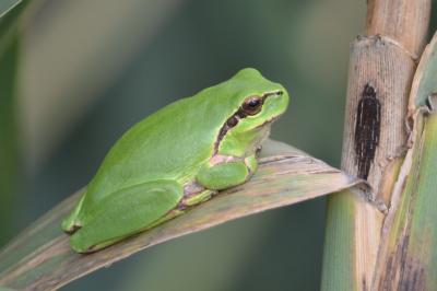 Rainette méridionale Hyla meridionalis Boettger, 1874