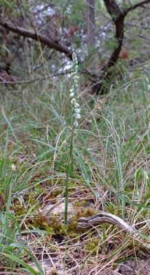 Spiranthe d'automne, Spiranthe spiralée Spiranthes spiralis (L.) Chevall., 1827