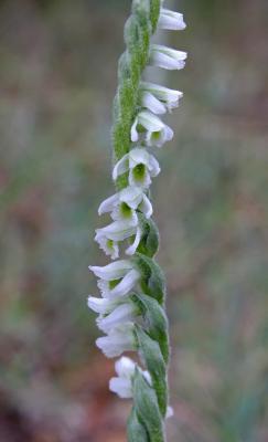Spiranthe d'automne, Spiranthe spiralée Spiranthes spiralis (L.) Chevall., 1827