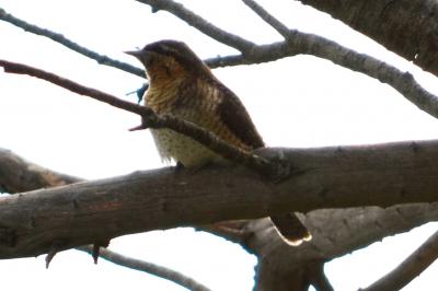 Torcol fourmilier Jynx torquilla Linnaeus, 1758