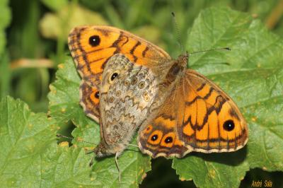 Mégère (La), Satyre (Le) Lasiommata megera (Linnaeus, 1767)