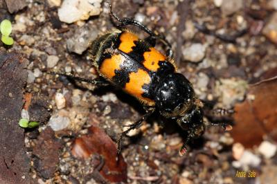 Nécrophore Nicrophorus vespillo (Linnaeus, 1758)