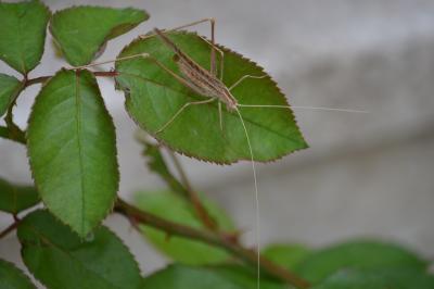 Phanéroptère liliacé,  Phi.lnéroptère feuille-de-l Tylopsis lilifolia (Fabricius, 1793)