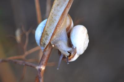Caragouille rosée Theba pisana (O.F. Müller, 1774)