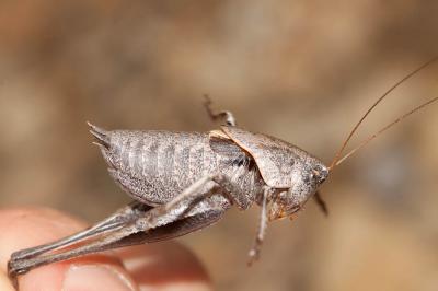 Decticelle marocaine Thyreonotus corsicus (Rambur, 1838)