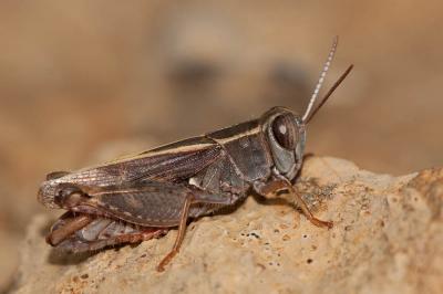 Caloptène ochracé, Criquet de Barbarie Calliptamus barbarus (O.G. Costa, 1836)