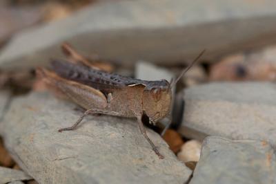 Criquet des Pins Chorthippus vagans (Eversmann, 1848)