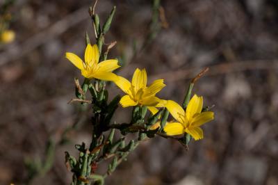Laitue effilée, Laitue Osier Lactuca viminea (L.) J.Presl & C.Presl, 1819