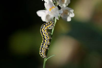  Calophasia Stephens, 1829