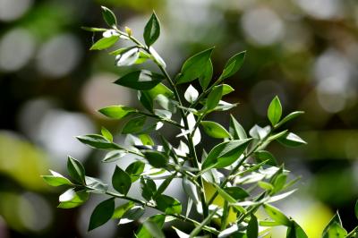 Fragon, Petit houx, Buis piquant Ruscus aculeatus L., 1753