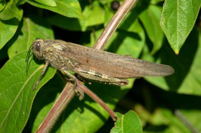 Criquet égyptien Anacridium aegyptium (Linnaeus, 1764)