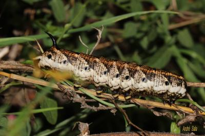 Sphinx du Liseron (Le) Agrius convolvuli (Linnaeus, 1758)