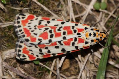 Gentille (La), Ecaille du Myosotis (L') Utetheisa pulchella (Linnaeus, 1758)