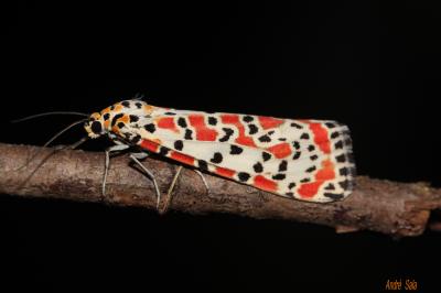 Gentille (La), Ecaille du Myosotis (L') Utetheisa pulchella (Linnaeus, 1758)