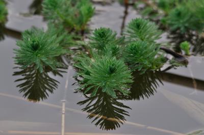 Myriophylle aquatique, Myriophylle du Brésil, Mill Myriophyllum aquaticum (Vell.) Verdc., 1973