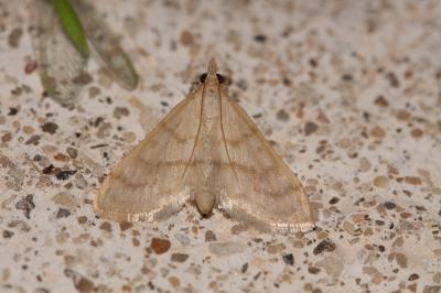  Paracorsia repandalis (Denis & Schiffermüller, 1775)