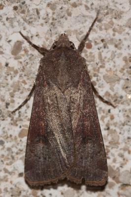 Noctuelle farouche (La) Agrotis trux (Hübner, 1824)