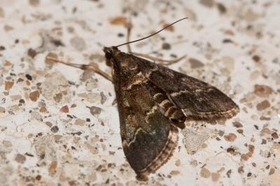  Duponchelia fovealis Zeller, 1847