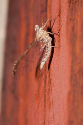 Ephémère, Mouche de mai Cloeon dipterum (Linnaeus, 1760)