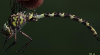 Aeschne paisible (L') Boyeria irene (Boyer de Fonscolombe, 1838)