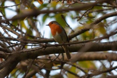 Rougegorge familier Erithacus rubecula (Linnaeus, 1758)