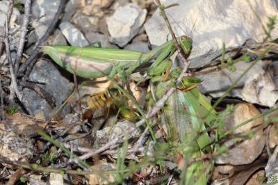 Mante religieuse Mantis religiosa (Linnaeus, 1758)