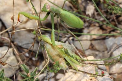 Mante religieuse Mantis religiosa (Linnaeus, 1758)