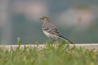 Bergeronnette grise Motacilla alba Linnaeus, 1758
