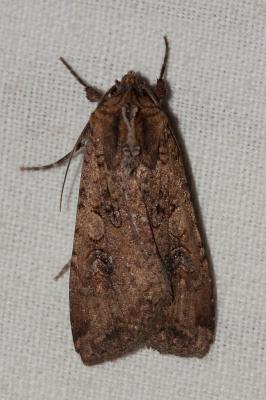 Noctuelle blessée (La) Peridroma saucia (Hübner, 1808)