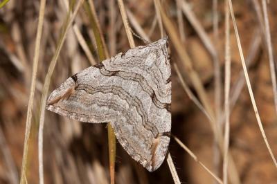 Triple Raie (La), Rayure commune (La) Aplocera plagiata (Linnaeus, 1758)