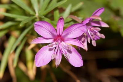 Épilobe à feuilles de romarin, Épilobe Romarin Epilobium dodonaei Vill., 1779