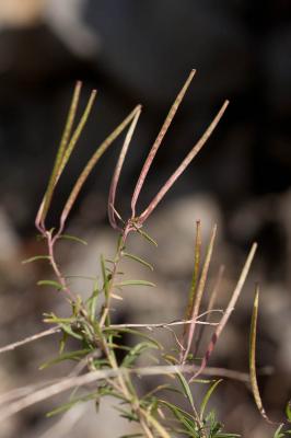 Épilobe à feuilles de romarin, Épilobe Romarin Epilobium dodonaei Vill., 1779