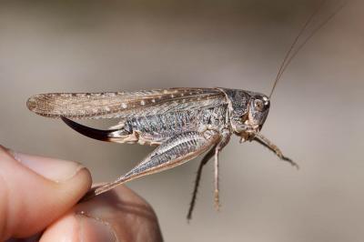 Decticelle des sables Platycleis sabulosa Azam, 1901