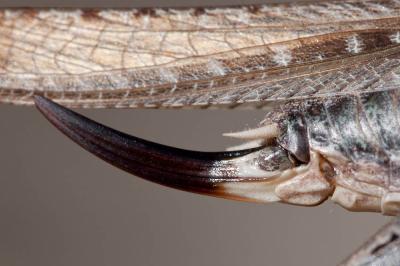 Decticelle des sables Platycleis sabulosa Azam, 1901