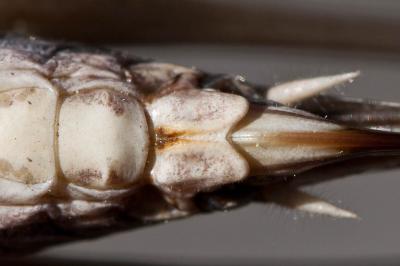 Decticelle des sables Platycleis sabulosa Azam, 1901