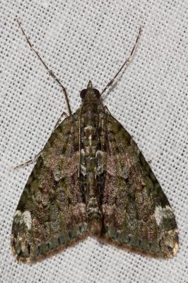 Cidarie à bandes vertes (La) Chloroclysta siterata (Hufnagel, 1767)