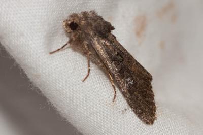 Xyline fausse-brassicaire (La) Trigonophora haasi (Staudinger, 1892)