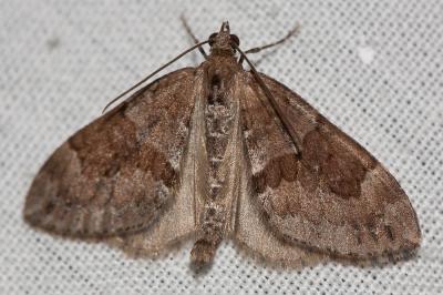 Corythée sobre (La) Thera obeliscata (Hübner, 1787)