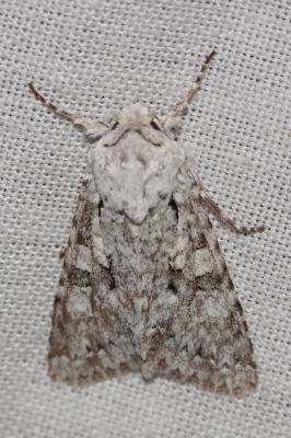 Chi (Le) Antitype chi (Linnaeus, 1758)