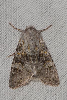 Ceinture jaune (La) Polymixis flavicincta (Denis & Schiffermüller, 1775)
