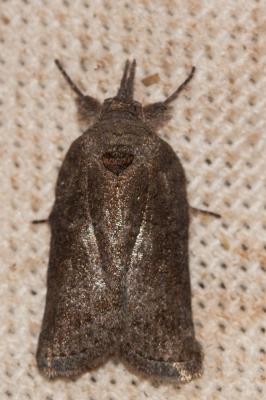 Sarrothripe de Revay (La) Nycteola revayana (Scopoli, 1772)