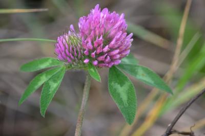 Trèfle des prés, Trèfle violet Trifolium pratense L., 1753