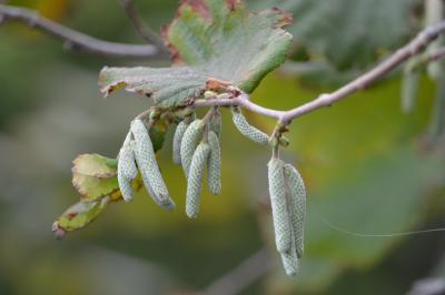 Noisetier, Avelinier Corylus avellana L., 1753