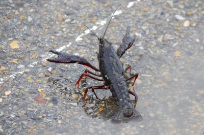 Écrevisse de Louisiane (L'), Écrevisse rouge de Lo Procambarus clarkii (Girard, 1852)
