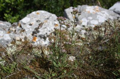 Centranthe chausse-trappe, Centranthe Chausse-trap Centranthus calcitrapae (L.) Dufr., 1811
