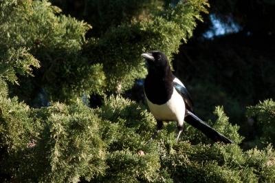 Pie bavarde Pica pica (Linnaeus, 1758)