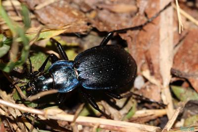 Carabe problématique Carabus problematicus Herbst, 1786