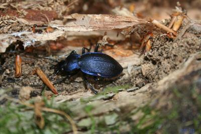 Carabe problématique Carabus problematicus Herbst, 1786