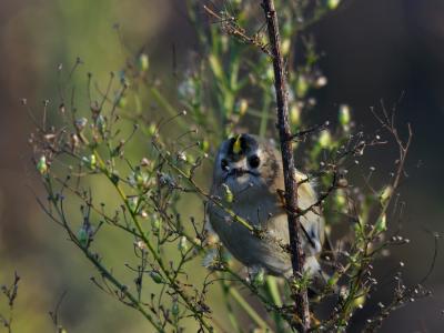 Roitelet huppé Regulus regulus (Linnaeus, 1758)